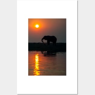 African elephant on the  Chobe River (C025/0431) Posters and Art